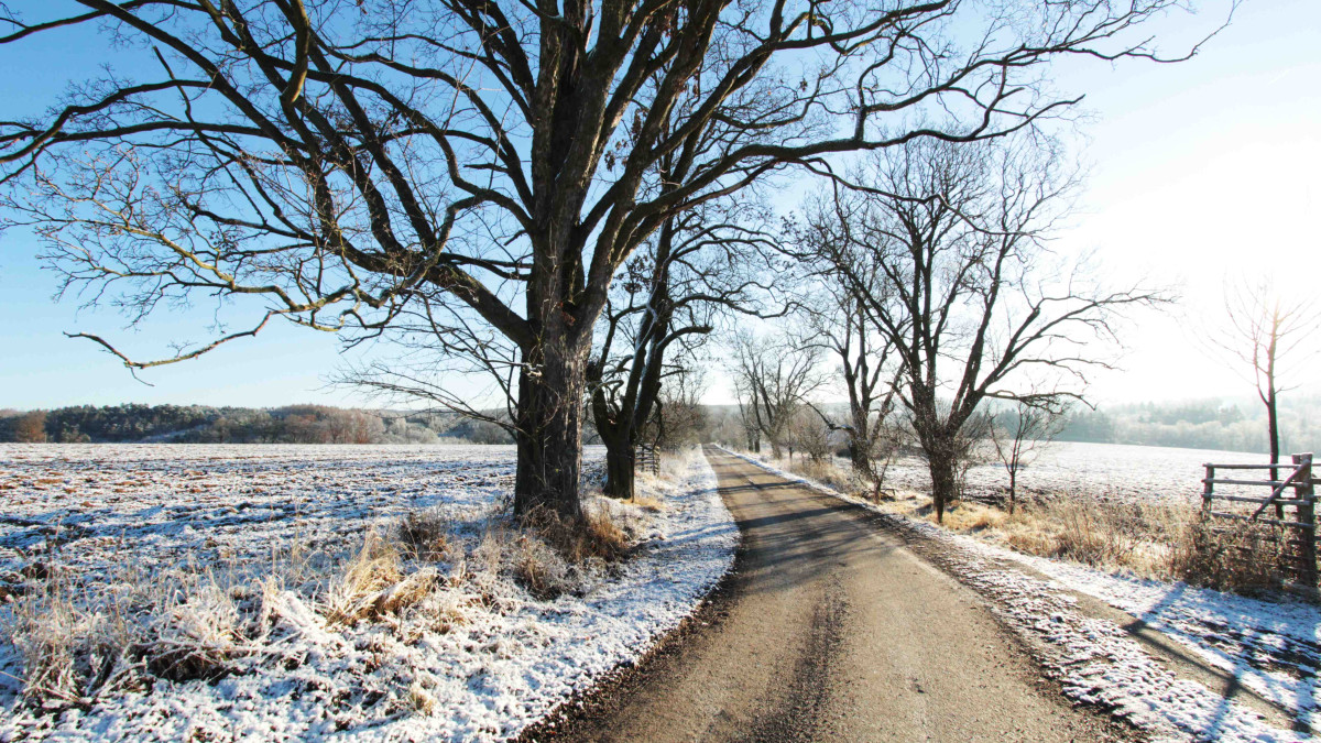obnova břekové aleje