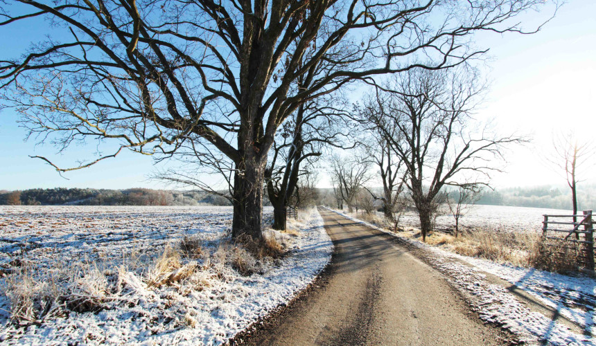 obnova břekové aleje